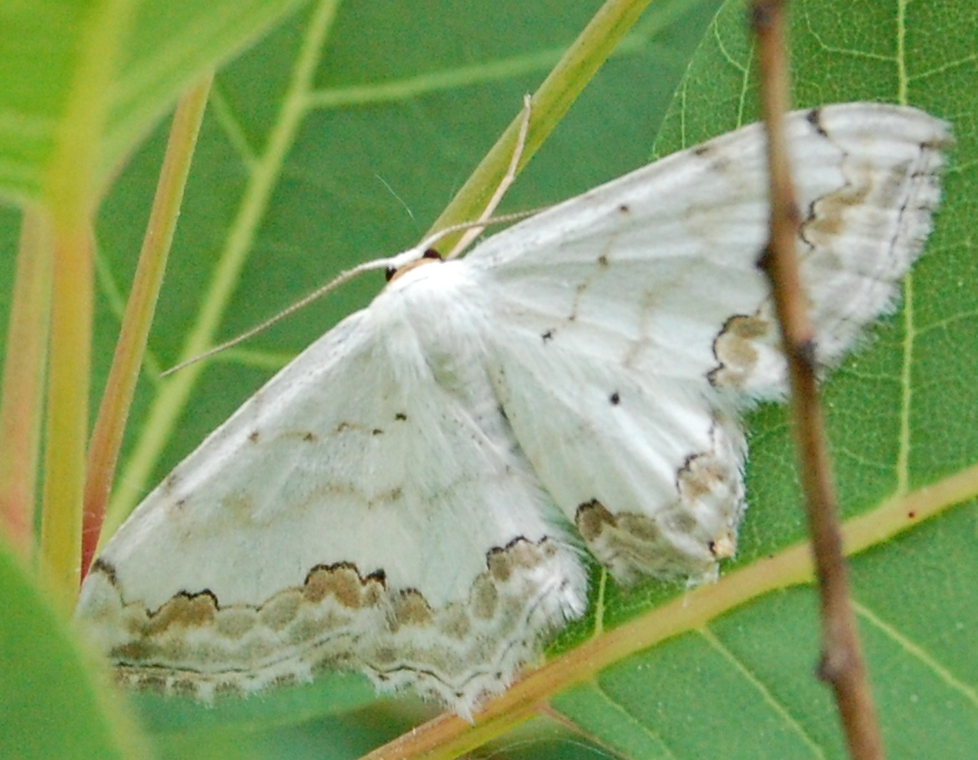 farfalla bianca - Scopula (Scopula) ornata